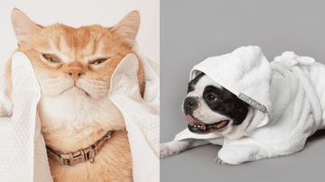 下雨了 ☔️ 但還是好想帶毛孩出門玩 🥹 這些雨天寵物必備好物請收藏！