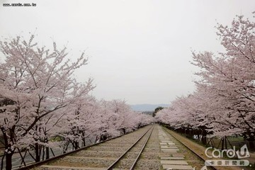 2026日本賞櫻》日本櫻花預測最前線，開花、滿開時期及推薦賞櫻景點整理