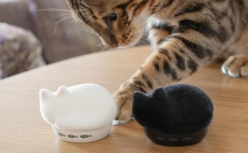 貓派一定要擁有😻❗️有貓叫聲的貓咪無線耳機🎧