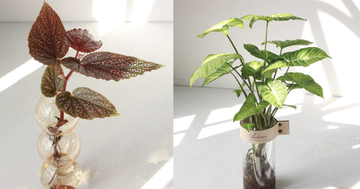 8款水培植物推薦給你！美觀、好養、好照顧，植栽初學者輕鬆就上手～